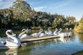 Lago Negro Black Lake with Swan Pedal Boats - Gramado, Rio Grande do Sul, Brazil Royalty Free Stock Photo