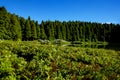 Lagoa do CanÃÂ¡rio, SÃÂ£o Miguel Island, Azores, AÃÂ§ores, Portugal, Europe