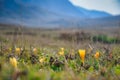 Spring tulip flower at the Lagonaki plateau