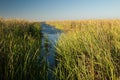 Lagoon with broadleaf cattails moved by the wind.