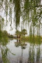 Thin branches and green leaves of Salix babylonica tree falling over the lake Royalty Free Stock Photo