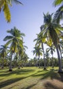 Lagoon, between mangrove and water mirrors, La Ventanilla, small town on the beach, Oaxaca, Mexico Royalty Free Stock Photo