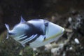 Lagoon triggerfish