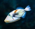 Rhinecanthus aculeatus or Lagoon triggerfish, also known as the