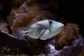 The Lagoon triggerfish Rhinecanthus aculeatus.