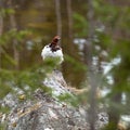 Lagopus lagopus, Willow ptarmigan.