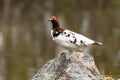 Lagopus lagopus, Willow ptarmigan.