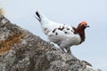 Lagopus lagopus, Willow ptarmigan.