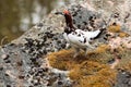 Lagopus lagopus, Willow ptarmigan.