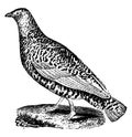 Lagopus or Ptarmigans, vintage engraving Royalty Free Stock Photo