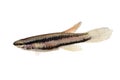 Lagos Red Killifish Male aquarium fish Killi Aphyosemion bitaeniatum