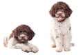 Lagotto romagnolo Royalty Free Stock Photo