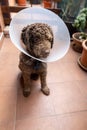 lagotto romagnolo dog with dog elizabethan collar Royalty Free Stock Photo