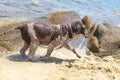 lagotto romagnolo dog fetching an a seaside beach Royalty Free Stock Photo