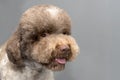 Lagotto romagnolo dog on gray background