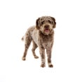 Lagotto romagnolo dog