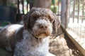 Lagotto romagnolo