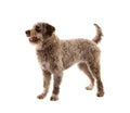 Lagotto romagnolo dog Royalty Free Stock Photo