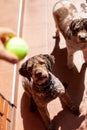 lagotto romagnolo dogs looking at ball