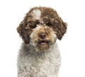 Lagotto Romagnolo, 7 months, in front of white background Royalty Free Stock Photo