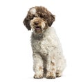 Lagotto Romagnolo, 7 months