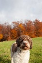 Lagotto Romagnolo