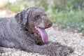 Lagotto Romagnolo truffle dog cute portrait Canon Eos 5DS 50,6 megapixels fine art in high quality prints