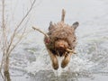 Lagotto Romagnolo truffle dog swimming with head above water Royalty Free Stock Photo