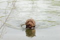 Lagotto Romagnolo truffle dog swimming with head above water Royalty Free Stock Photo