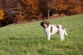 Lagotto romagnolo in the woods Royalty Free Stock Photo