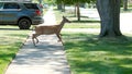O Deer! Look at what is in the front yard! Royalty Free Stock Photo