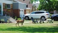 A deer visits a suburban front lawn. Royalty Free Stock Photo