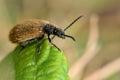 Lagria hirta beetle