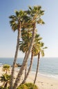 Laguna Beach Palm Trees