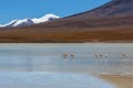 Laguna Canapa in Altiplano a salt lake, Bolivia