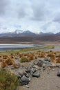 Laguna Capina in Atacama Desert Royalty Free Stock Photo