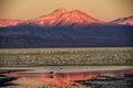 Laguna Chaxa, Chile Royalty Free Stock Photo