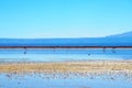 Laguna Chaxa in the National reserve Los Flamencos Royalty Free Stock Photo