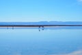 Laguna Chaxa in the National reserve Los Flamencos Royalty Free Stock Photo