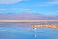 Laguna Chaxa in the National reserve Los Flamencos Royalty Free Stock Photo