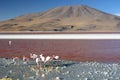 Laguna Colorada. Eduardo Avaroa Andean Fauna National Reserve. Bolivia Royalty Free Stock Photo