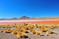 Laguna Colorada Royalty Free Stock Photo