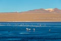 Laguna Colorada, shallow salt lake in the southwest of the altiplano of Bolivia