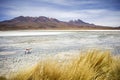 Laguna Hedionda in Bolivia