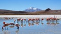 Laguna Hedionda, Bolivia, South America