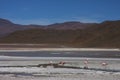 Laguna Hedionda and Flamingos Royalty Free Stock Photo