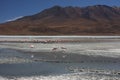 Laguna Hedionda with Flamingos Royalty Free Stock Photo