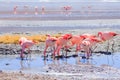 Laguna Hedionda flamingos, Bolivia