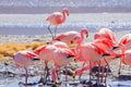 Laguna Hedionda flamingos, Bolivia Royalty Free Stock Photo
