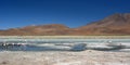 Laguna Hedionda. PotosÃÂ­ department. Bolivia